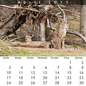 April 2011 Jewel Case Calendar