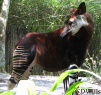 Okapi at Animal Kingdom